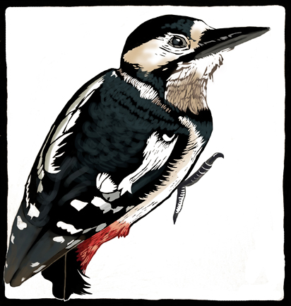 woodpecker picture